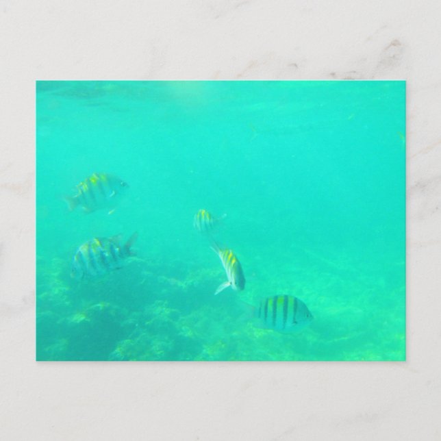 CARTÃO POSTAL CARRIBEAN SEA Nº 5 POSTCARTÃO (Frente)