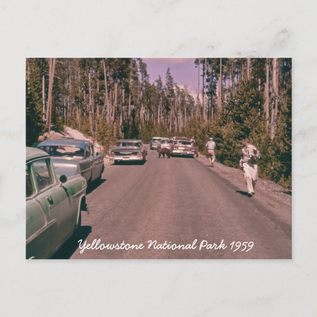 Cartão Postal Carros do século Médio do Urso Nacional Yellowston (Frente)