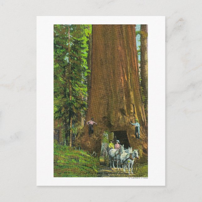 Cartão Postal Carruagem de cavalos sob uma Sequoia Gigante (Frente)
