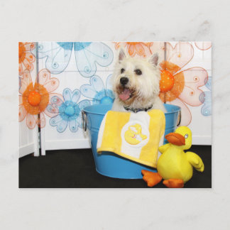 Cartão Postal Carson - West Highland Terrier -6