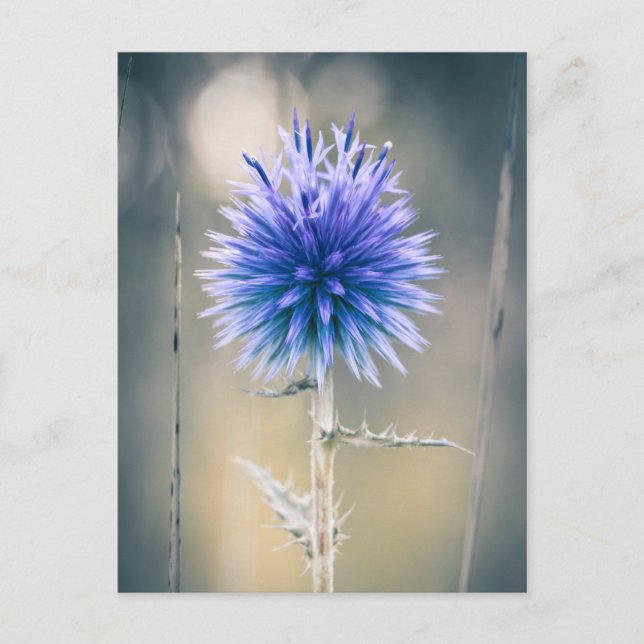 Cartão postal Cartão azul (Frente)