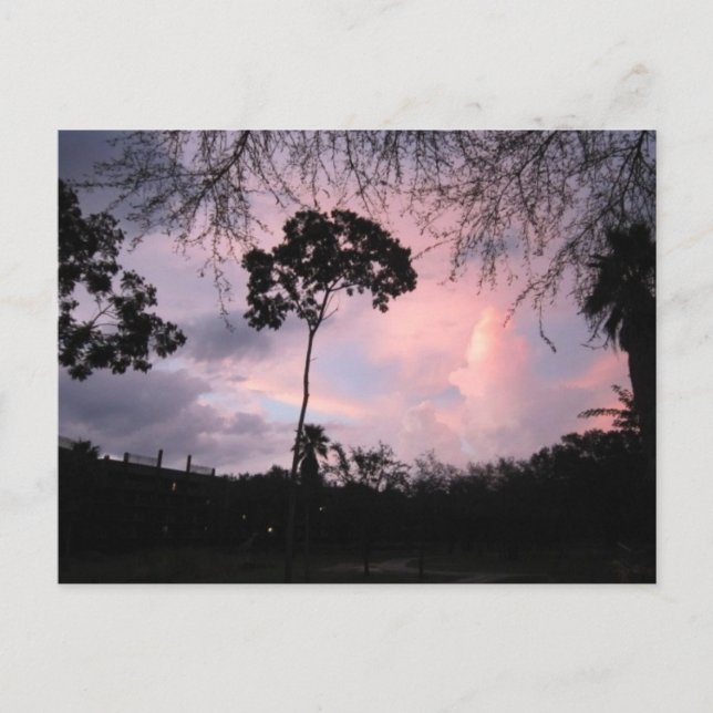 Cartão Postal Cartão: Mundo Florida do por do sol (Frente)