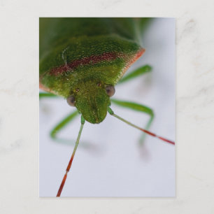 Cartão Postal Cartão-Postal