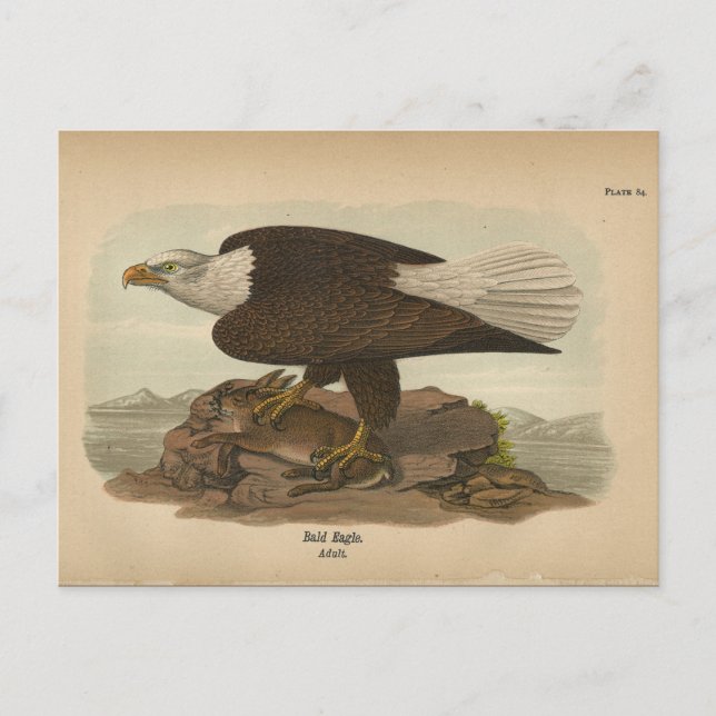 Cartão Postal Cartão-postal 1890 Bird Bald Eagle (Frente)