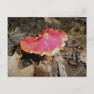 Cartão Postal Cartão-postal #1 do Cogumelo Vermelho Brilhante