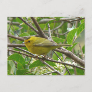 Cartão Postal Cartão-postal 1 do Wilson Warbler