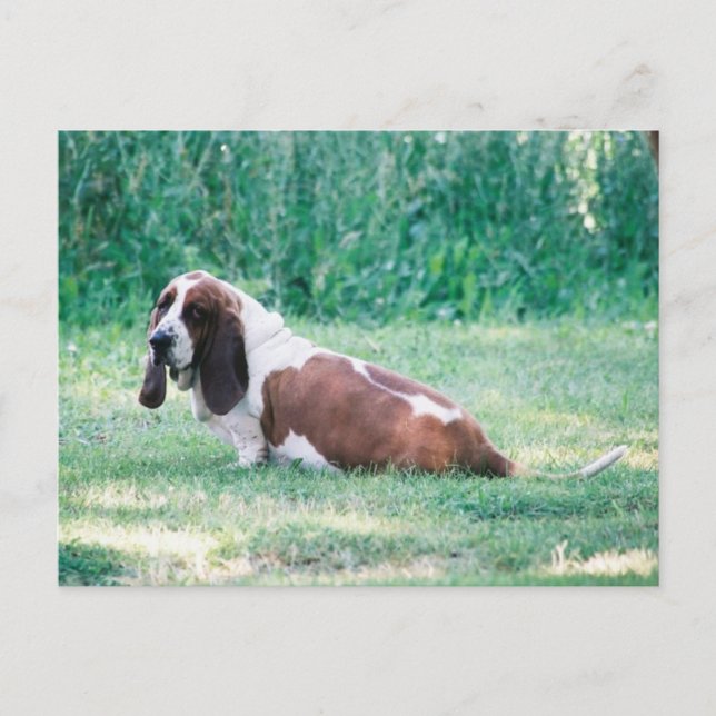 Cartão Postal Cartão-postal 3 do Basset Hound (Frente)