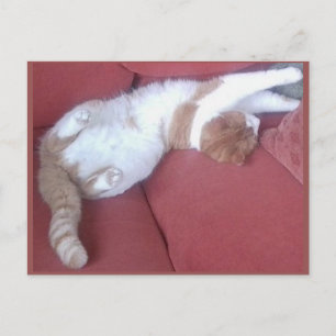 Cartão Postal Cartão-postal 9 - Cat Nap 1 - Beleza Animal