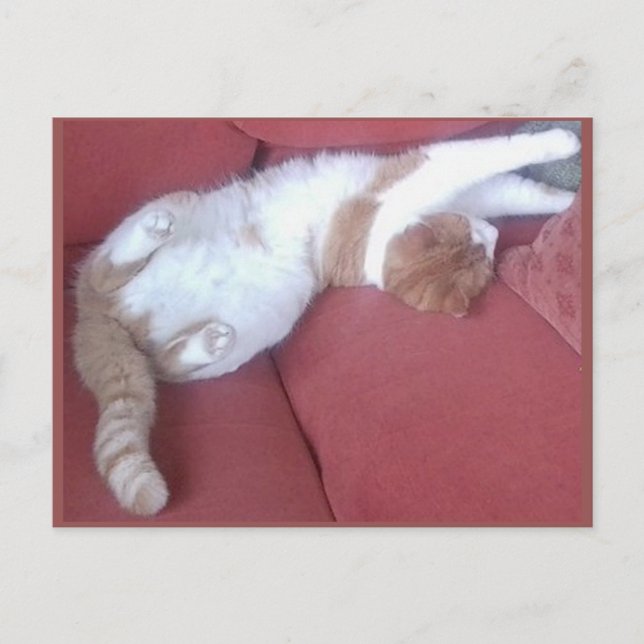 Cartão Postal Cartão-postal 9 - Cat Nap 1 - Beleza Animal (Frente)