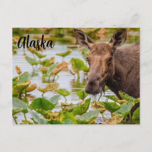Cartão Postal Cartão-postal A Moose no Lago Wilson Alaskan