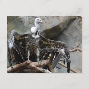 Cartão Postal Cartão-postal abutre