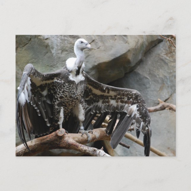 Cartão Postal Cartão-postal abutre (Frente)