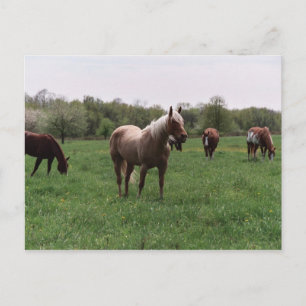 Cartão Postal Cartão-postal Açúcar, Céu, Senhora e Harley