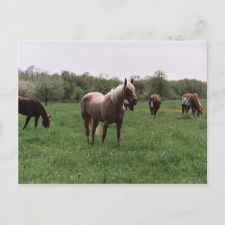 Cartão Postal Cartão-postal Açúcar, Céu, Senhora e Harley