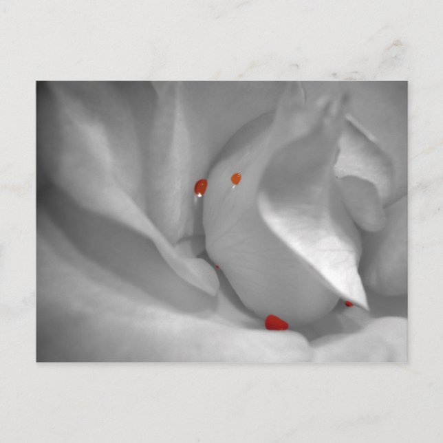 Cartão Postal Cartão-postal Aeolian Watercolor (Frente)