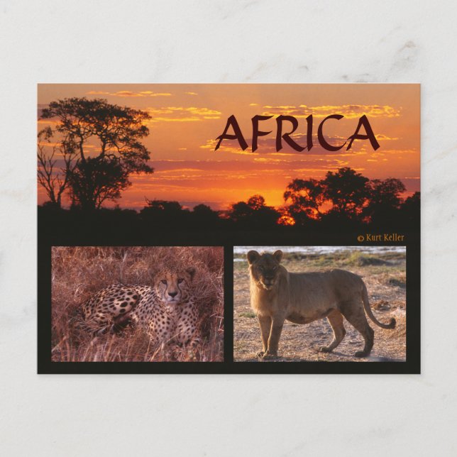 Cartão Postal Cartão-postal África Sunset & Big Cats (Frente)