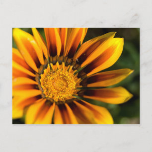 Cartão Postal Cartão-postal africano Daisy