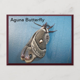 Cartão Postal Cartão-postal Aguna Butterfly nº 2