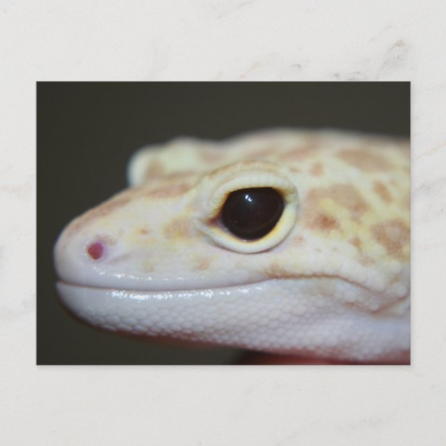 Cartão Postal Cartão-postal Albino Leopard Gecko (Frente)