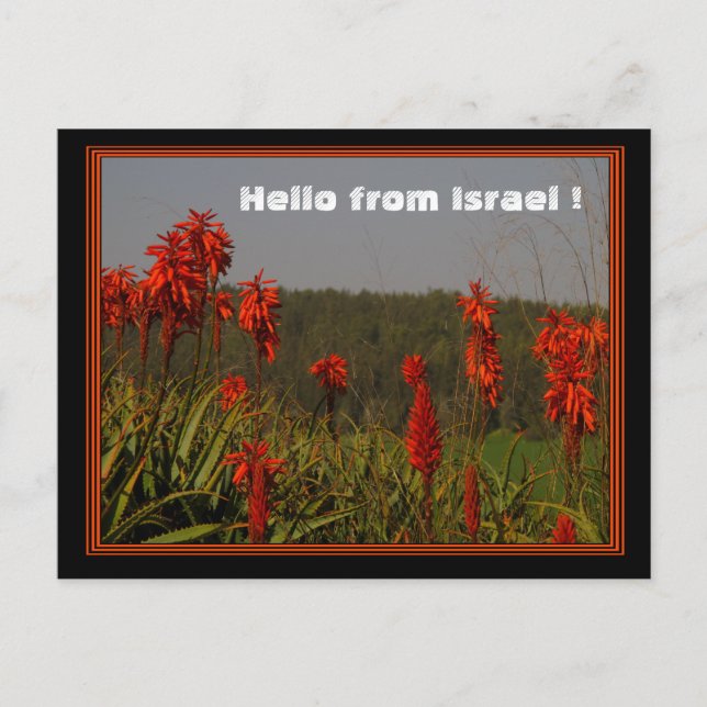 Cartão Postal Cartão-postal Aloe arborescens (Frente)