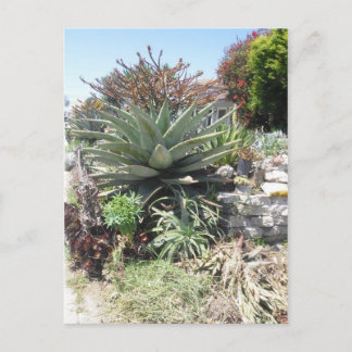 Cartão Postal Cartão-postal Aloe Vera Cactus