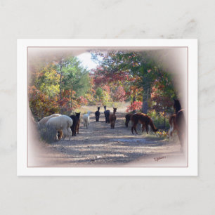 Cartão Postal Cartão-postal Alpaca