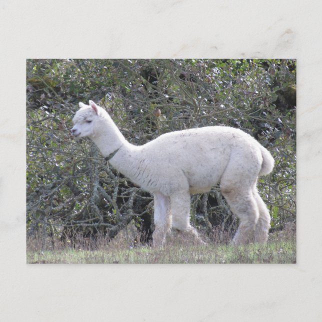 Cartão Postal Cartão-postal - Alpaca branca (Frente)