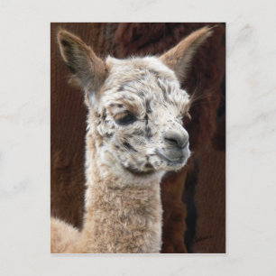 Cartão Postal Cartão-postal Alpaca de Muitas Cores