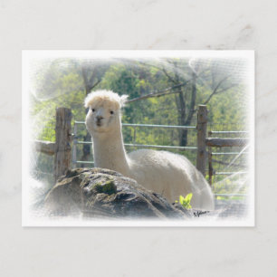 Cartão Postal Cartão-postal Alpaca Lace