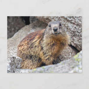 Cartão Postal Cartão-postal Alpino Marmot