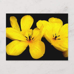 Cartão Postal Cartão-postal amarelo
