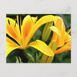 Cartão Postal Cartão-postal amarelo