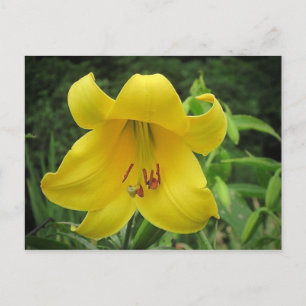 Cartão Postal Cartão-postal amarelo