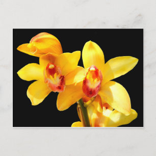 Cartão Postal Cartão-postal amarelo Cymbidium Orchid