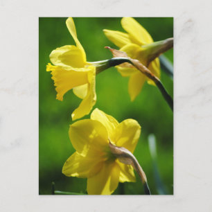 Cartão Postal Cartão-postal amarelo Daffodils