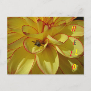 Cartão Postal Cartão-postal amarelo Dahlia com borda rosa HELLO
