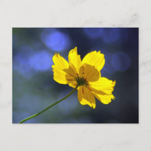 Cartão Postal Cartão-postal amarelo de coreopsis laranja