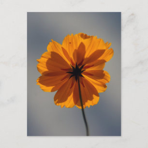 Cartão Postal Cartão-postal amarelo de coreopsis laranja