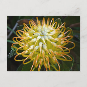 Cartão Postal Cartão-postal amarelo do Pincushion