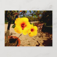 Cartão-postal amarelo Hibiscus