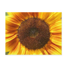 Cartão-postal amarelo, laranja e girassol castanho