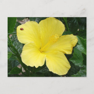 Cartão Postal Cartão-postal amarelo para flores de hibiscus