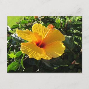 Cartão Postal Cartão-postal amarelo para flores de hibiscus