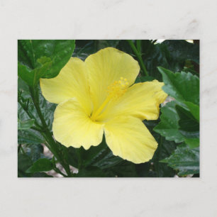 Cartão Postal Cartão-postal amarelo para flores de hibiscus