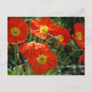 Cartão Postal Cartão-postal Ame Mon