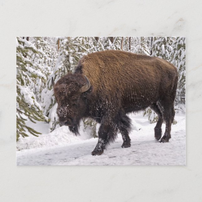 Cartão Postal Cartão-postal American Bison (Bison bison) (Frente)