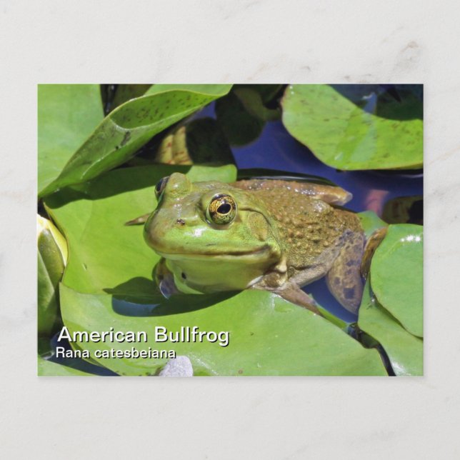 Cartão Postal Cartão-postal American Bullfrog (Frente)