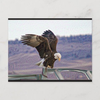 Cartão Postal Cartão-postal americano Bald Eagle