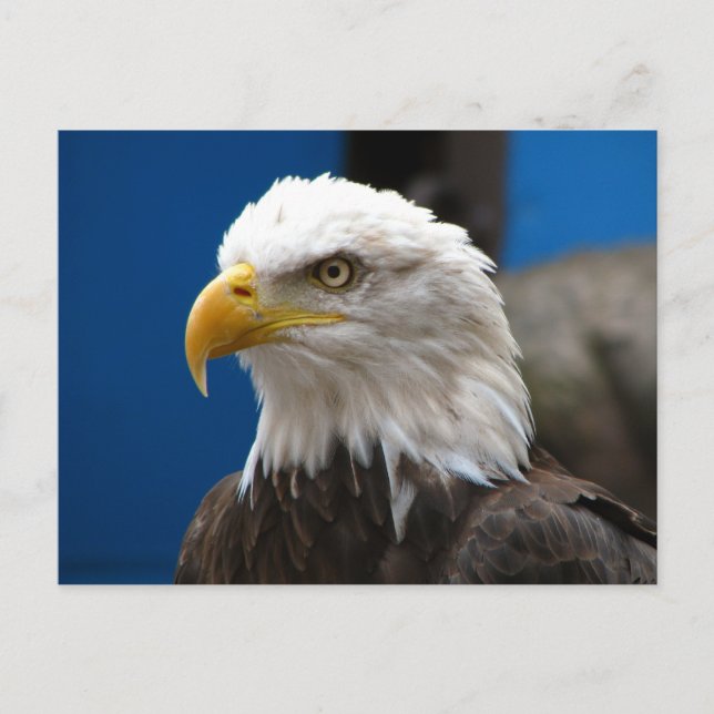 Cartão Postal Cartão-postal americano Bald Eagle (Frente)