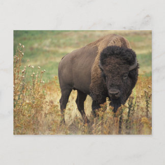 Cartão Postal Cartão-postal americano Bison